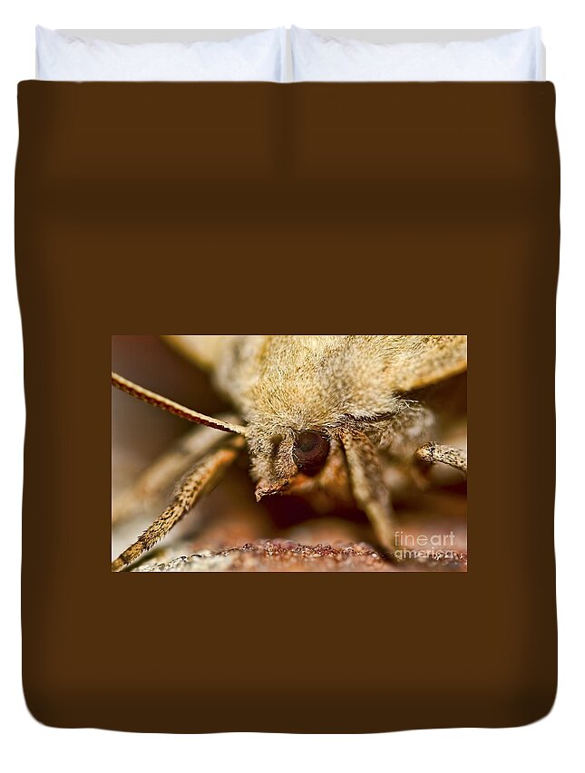 Sad Eye Duvet Cover featuring the photograph Sad Eyed Sphinx by Gary Holmes