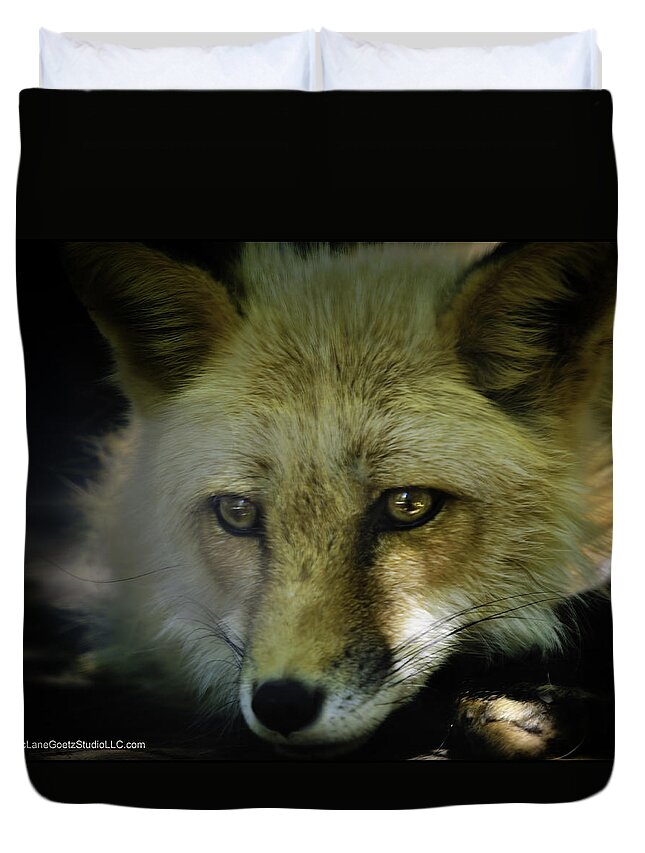 Fox Duvet Cover featuring the photograph Sad red fox missed his prey by LeeAnn McLaneGoetz McLaneGoetzStudioLLCcom