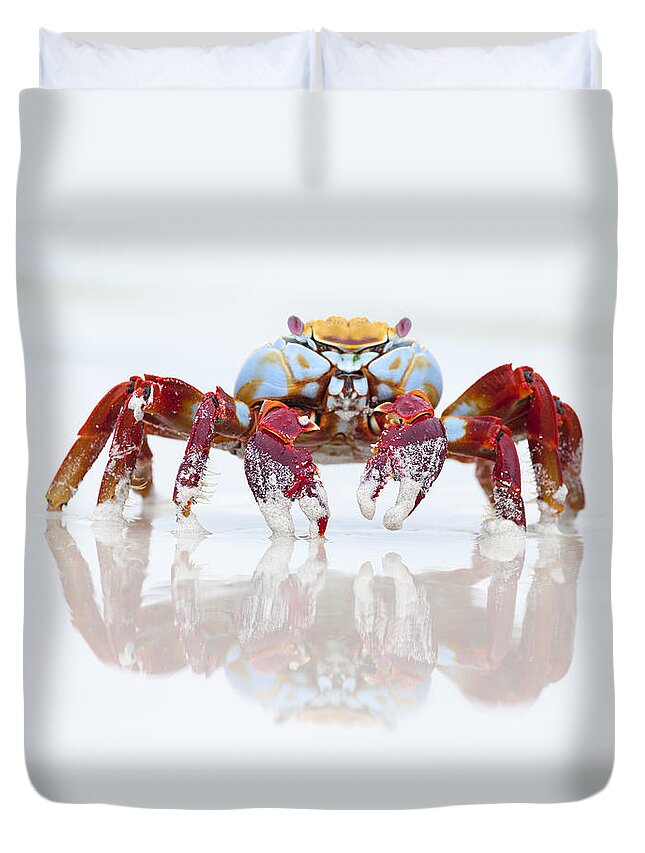 536816 Duvet Cover featuring the photograph Sally Lightfoot Crab Tortuga Bay by Tui De Roy
