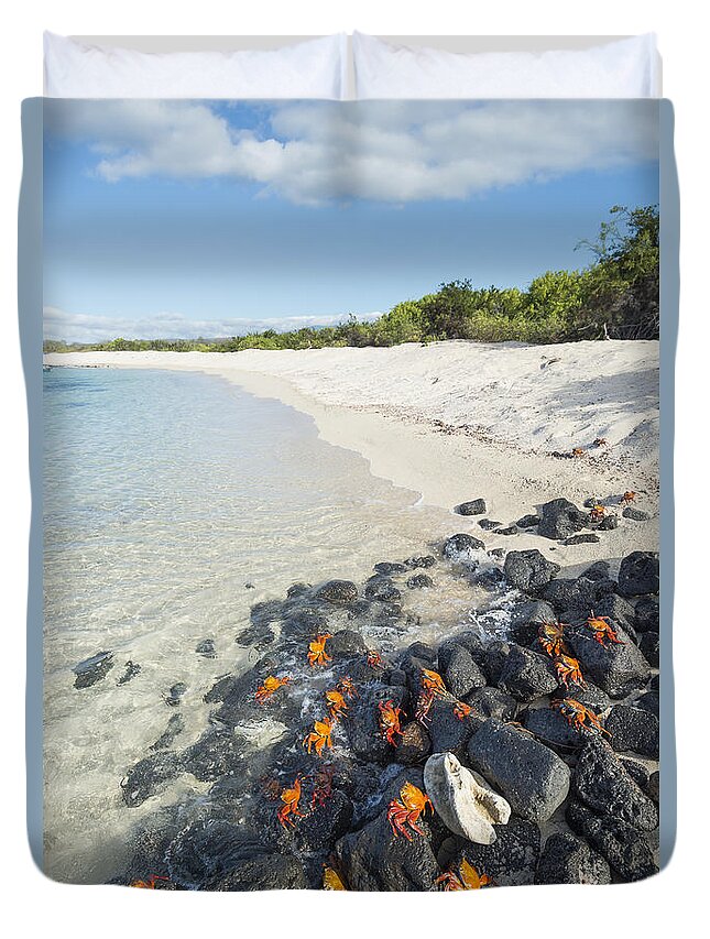 536822 Duvet Cover featuring the photograph Sally Lightfoot Crabs On Coastal Rocks by Tui De Roy