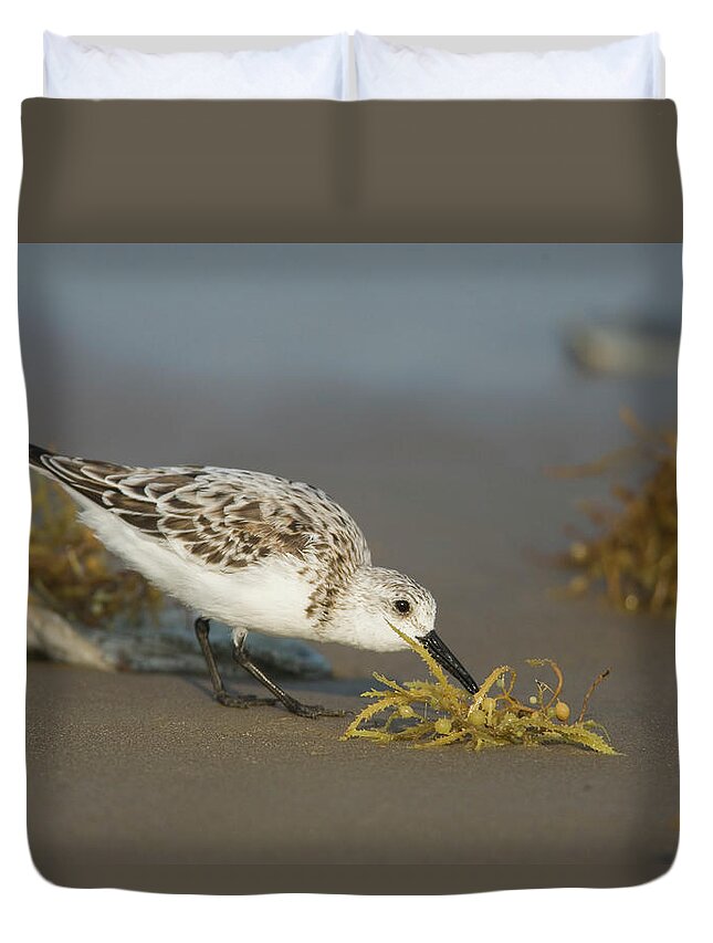 00221285 Duvet Cover featuring the photograph Sanderling Feeding by Tom Vezo