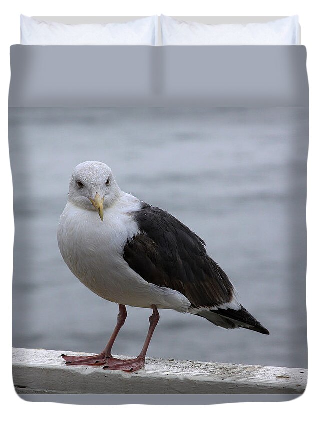 Seagull Duvet Cover featuring the photograph Santa Cruz Gull by Chris Thomas