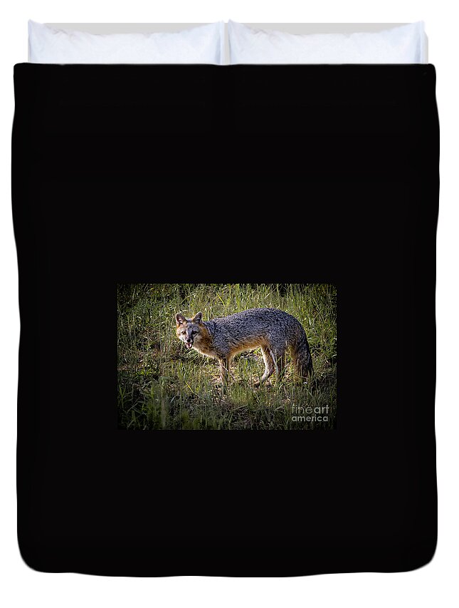Gray Fox Duvet Cover featuring the photograph Sassy Fox by Ronald Lutz