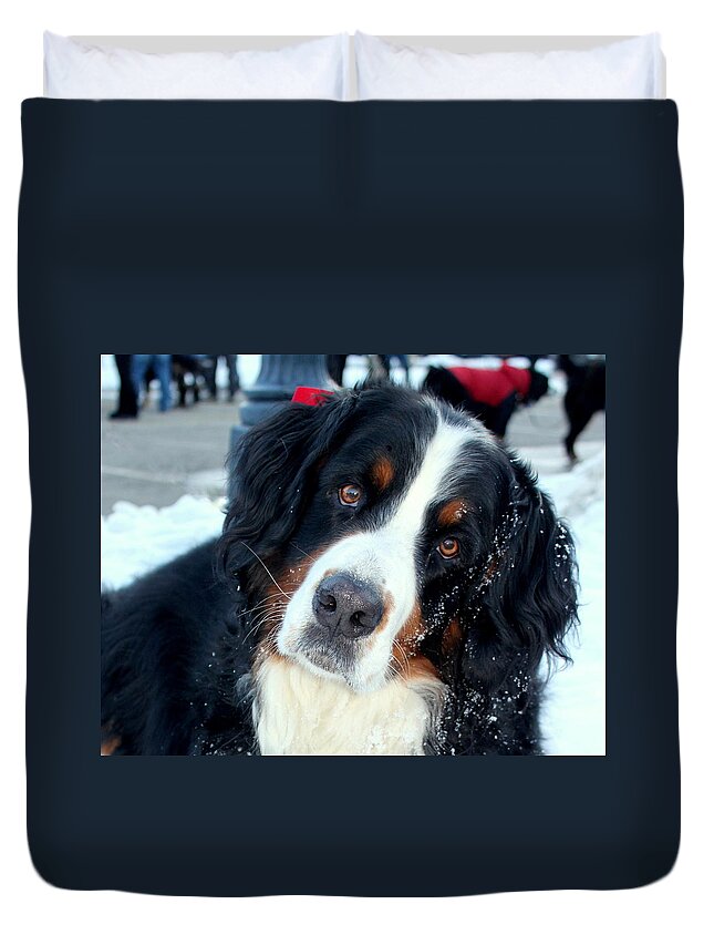 Bernese Mountain Dog Duvet Cover featuring the photograph You Said You Love Me by Fiona Kennard