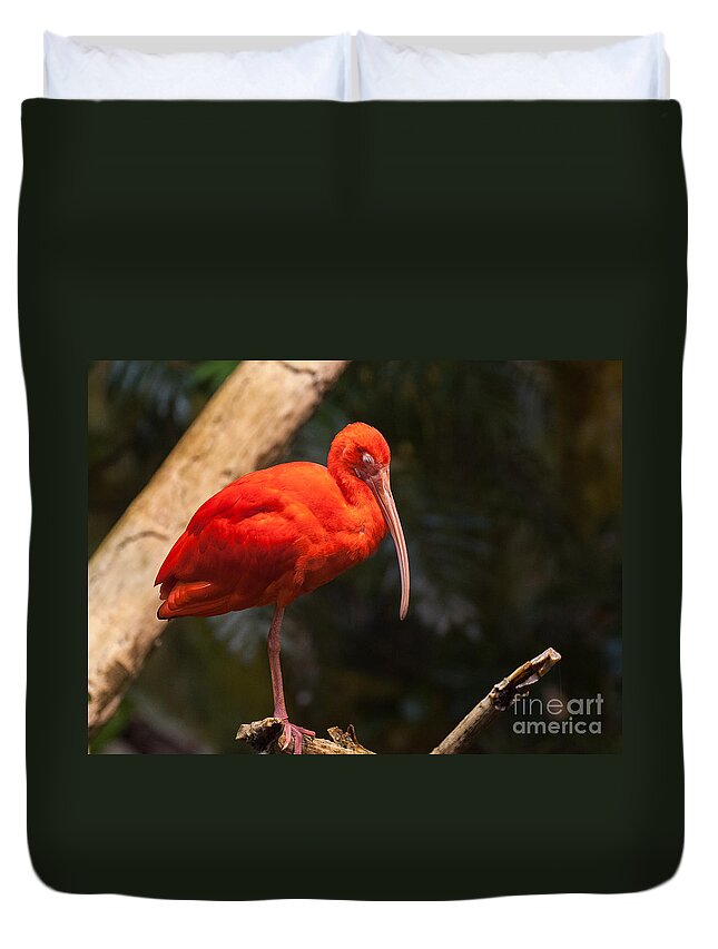 Scarlet Duvet Cover featuring the photograph Scarlet Ibis by Bianca Nadeau