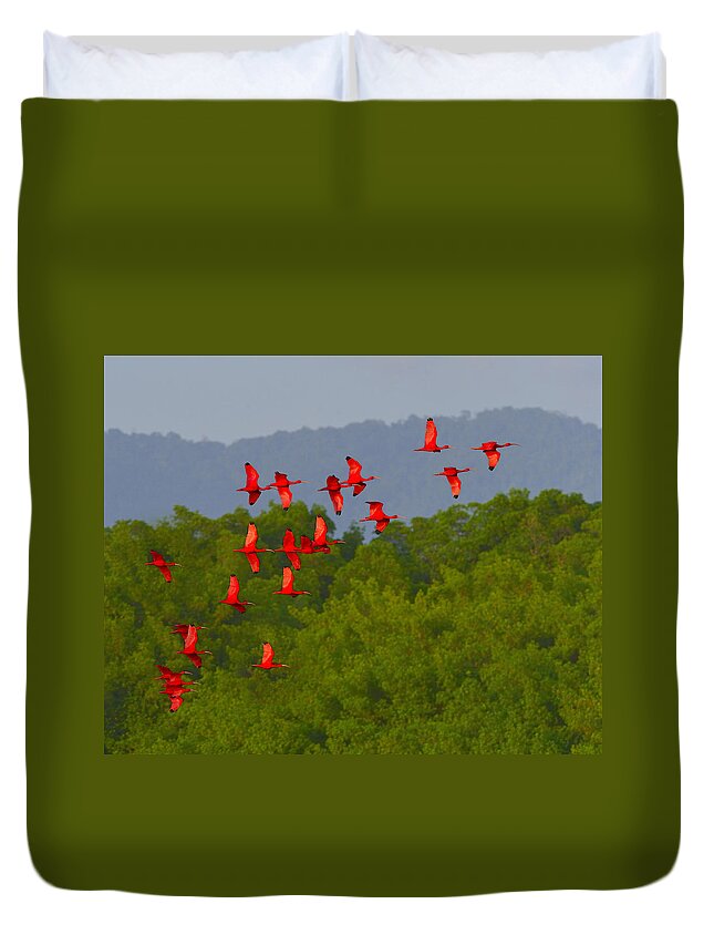 Scarlet Ibis Duvet Cover featuring the photograph Scarlet Ibis by Tony Beck