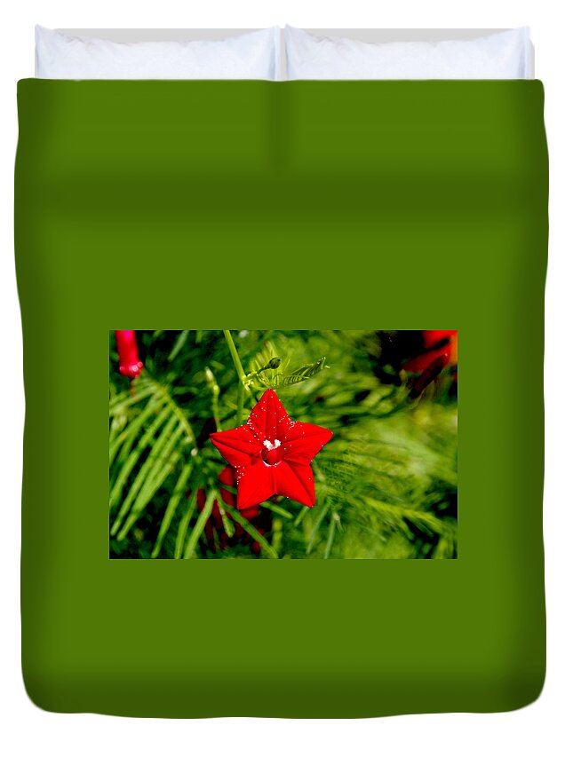 Scarlet Morning Glory Duvet Cover featuring the photograph Scarlet Morning Glory - Horizontal by Ramabhadran Thirupattur