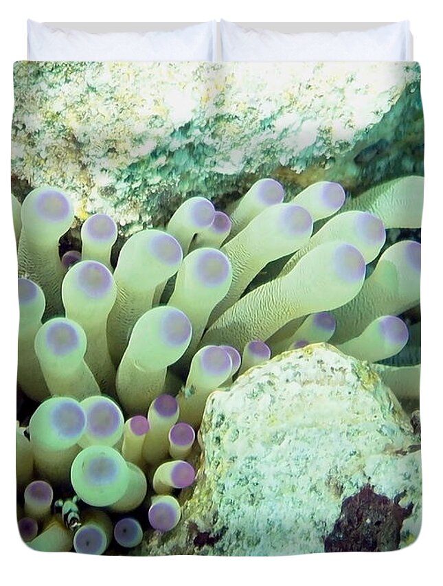 Nature Duvet Cover featuring the photograph Sea Anemone with Squat Anemone Shrimp Family by Amy McDaniel