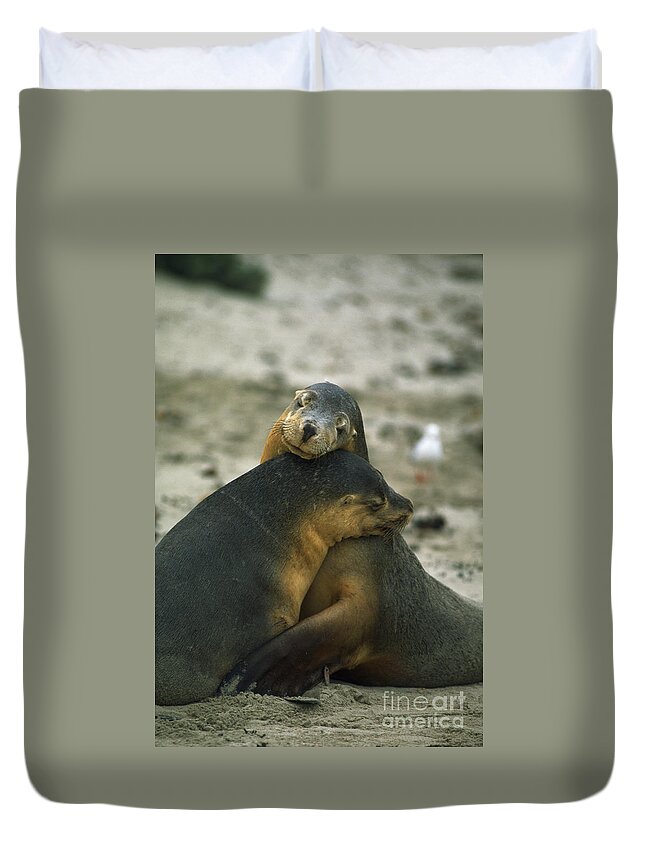 Sea Lion Duvet Cover featuring the photograph Sea Lions by Gregory G. Dimijian