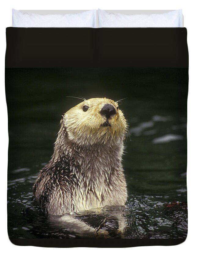Feb0514 Duvet Cover featuring the photograph Sea Otter Pacific Coast North America by Gerry Ellis