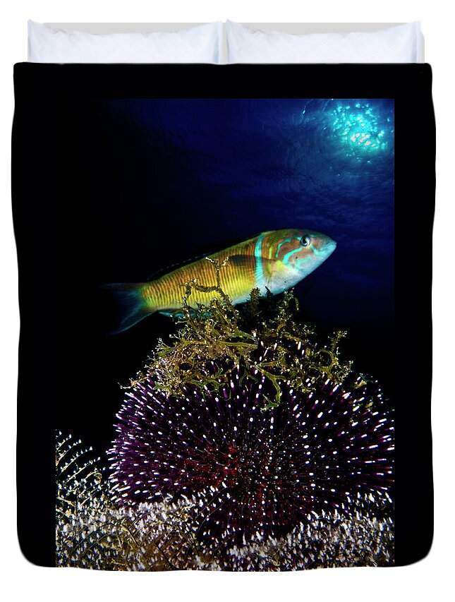Underwater Duvet Cover featuring the photograph Sea Urchin And Fish by © Francesco Pacienza