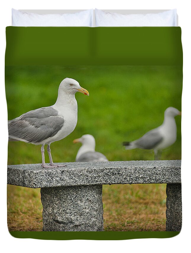 Maine Duvet Cover featuring the photograph Seagull on Stone Bench by Mitchell R Grosky