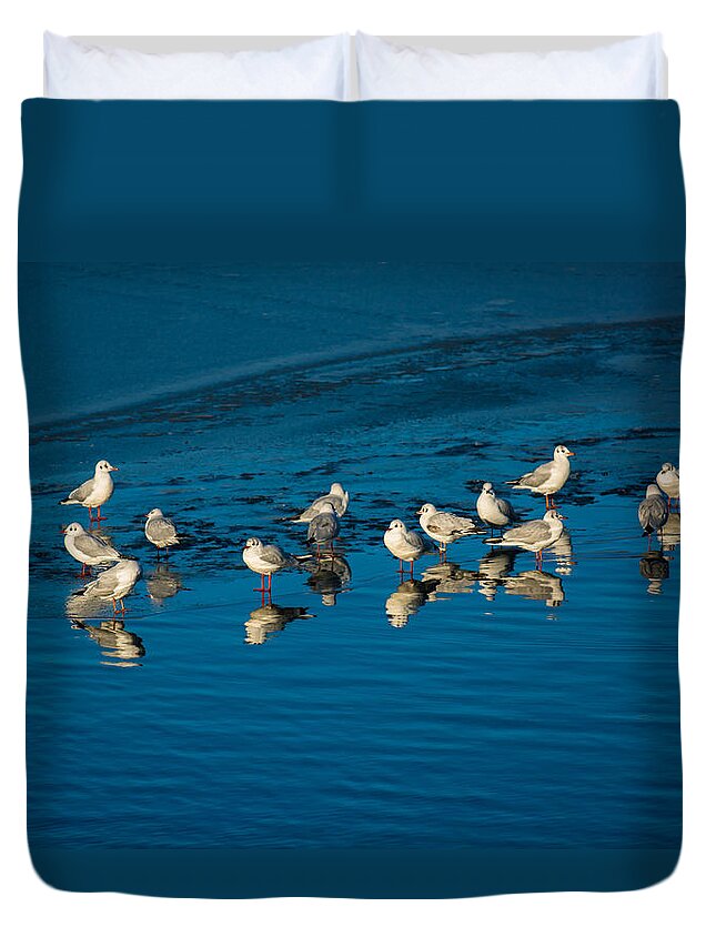 Animal Duvet Cover featuring the photograph Seagulls On Frozen Lake by Andreas Berthold