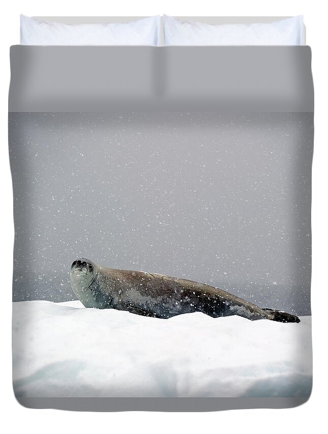 Iceberg Duvet Cover featuring the photograph Seal On An Iceberg In A Snowfall by Jim Julien / Design Pics