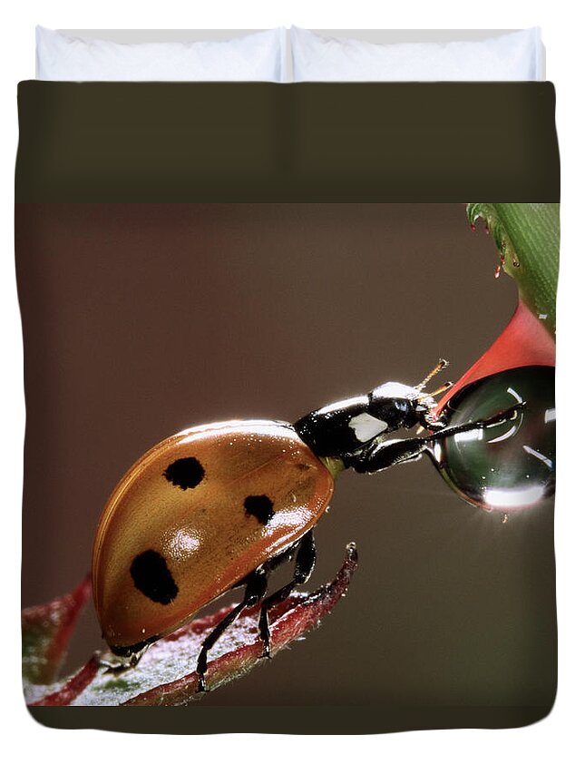 Nis Duvet Cover featuring the photograph Seven-spotted Ladybird Drinking by Jef Meul