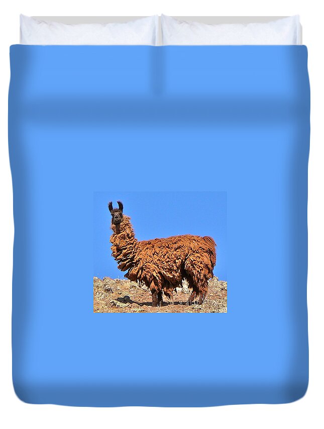 Llama Duvet Cover featuring the photograph Shabby Chic by K L Kingston