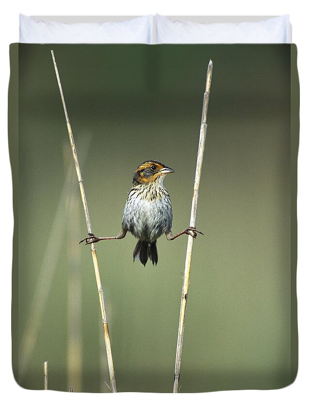 Feb0514 Duvet Cover featuring the photograph Sharp-tailed Sparrow On Reeds Long by Tom Vezo