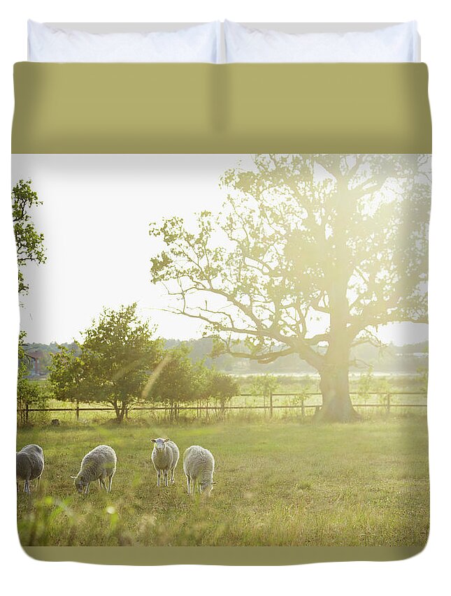 Grass Duvet Cover featuring the photograph Sheep On Pasture by Johner Images