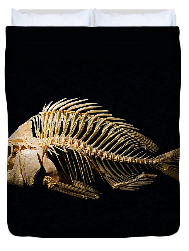 Animal Duvet Cover featuring the photograph Sheepshead Fish Skeleton by Millard H. Sharp