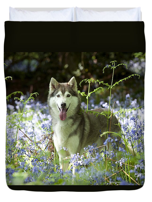 Dog Duvet Cover featuring the photograph Siberian Husky In Bluebells by John Daniels