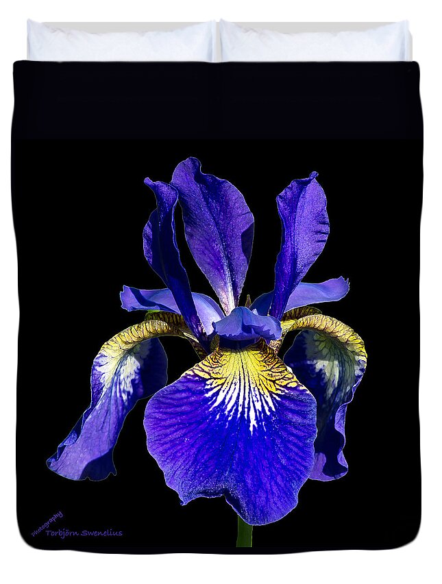 Siberian Iris On Black Duvet Cover featuring the photograph Siberian Iris on black by Torbjorn Swenelius