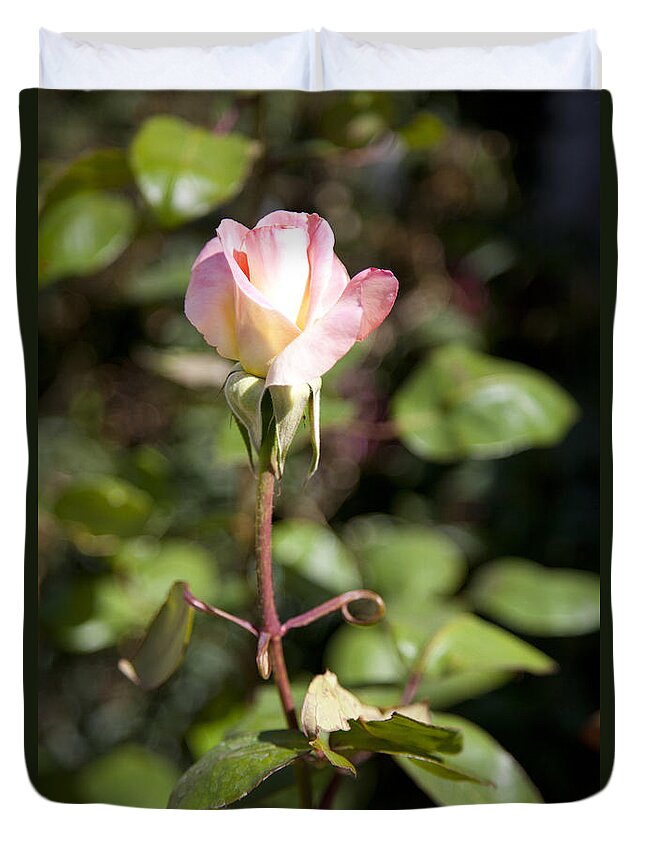 Pink Photographs Duvet Cover featuring the photograph Single Rose by David Millenheft
