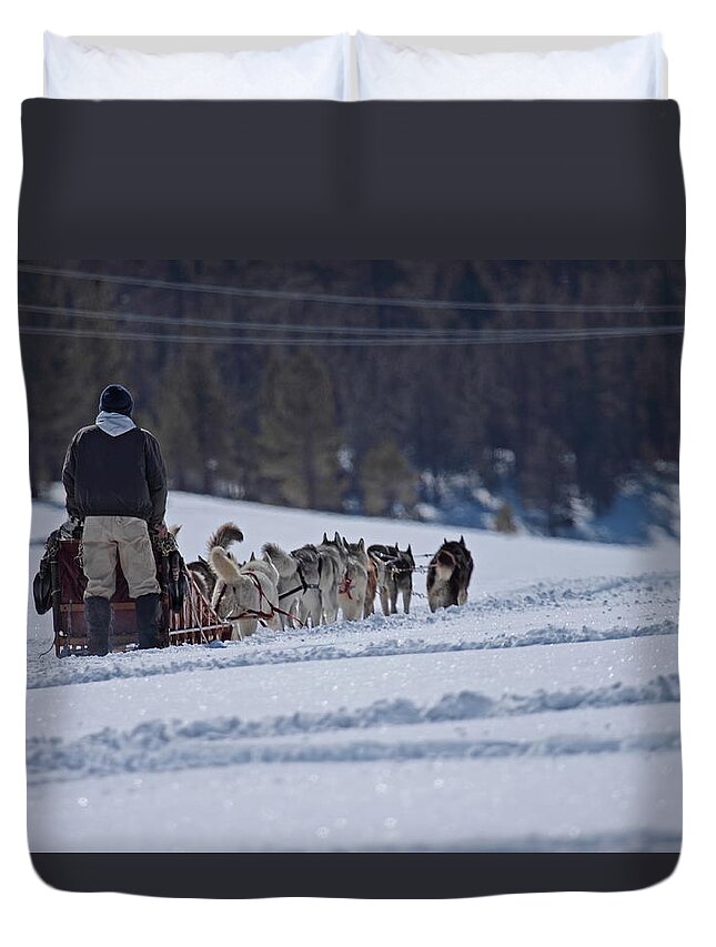 Dogs Duvet Cover featuring the photograph Sled Dog by Duncan Selby