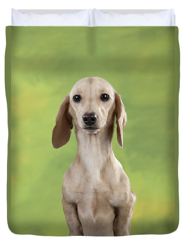 Dachshund Duvet Cover featuring the photograph Smooth-coated Dachshund by John Daniels