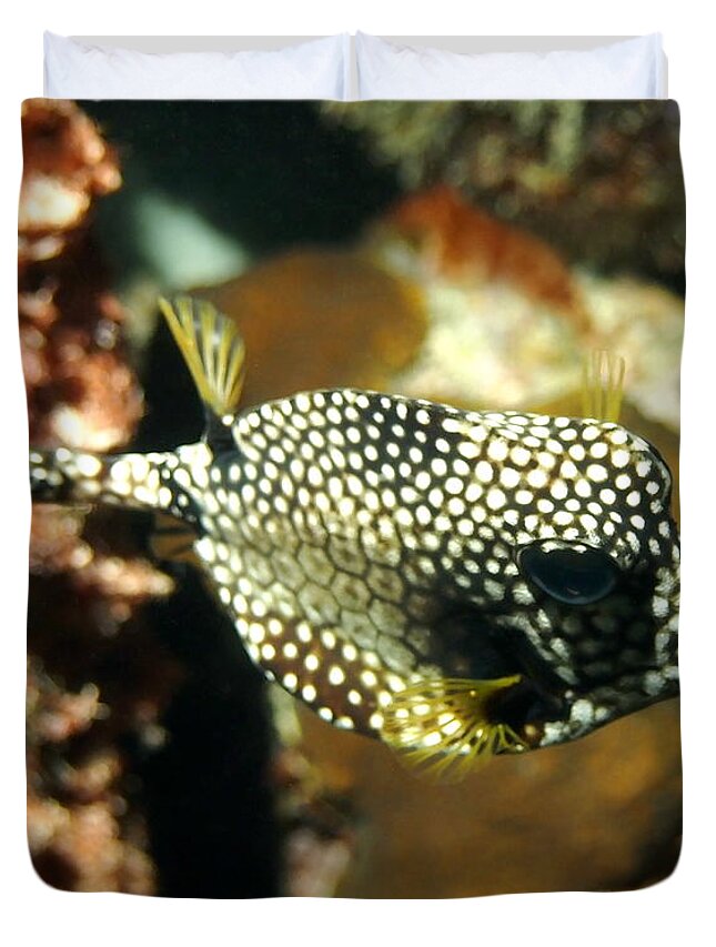 Nature Duvet Cover featuring the photograph Smooth Trunkfish by Amy McDaniel