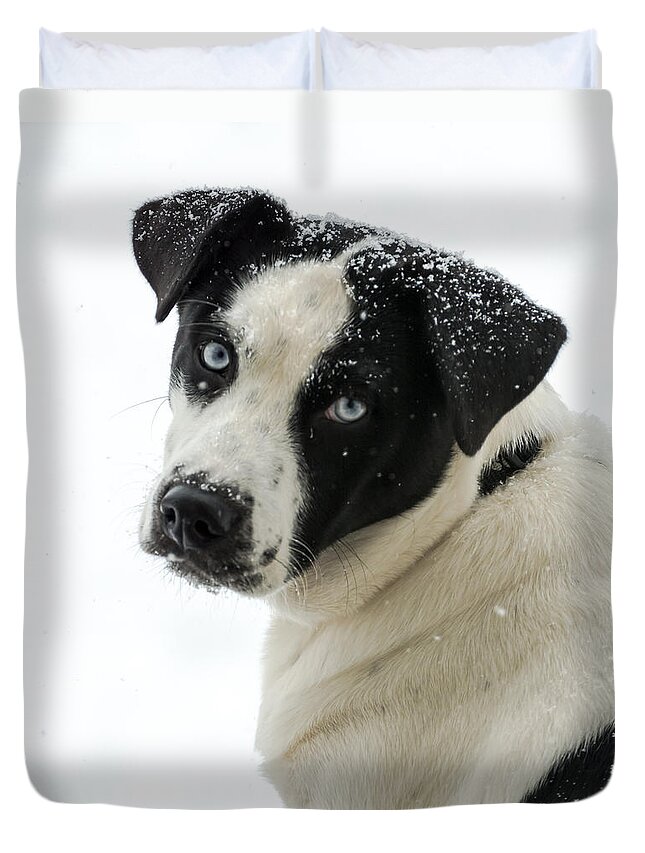 Dog Duvet Cover featuring the photograph Snow Puppy by Holden The Moment
