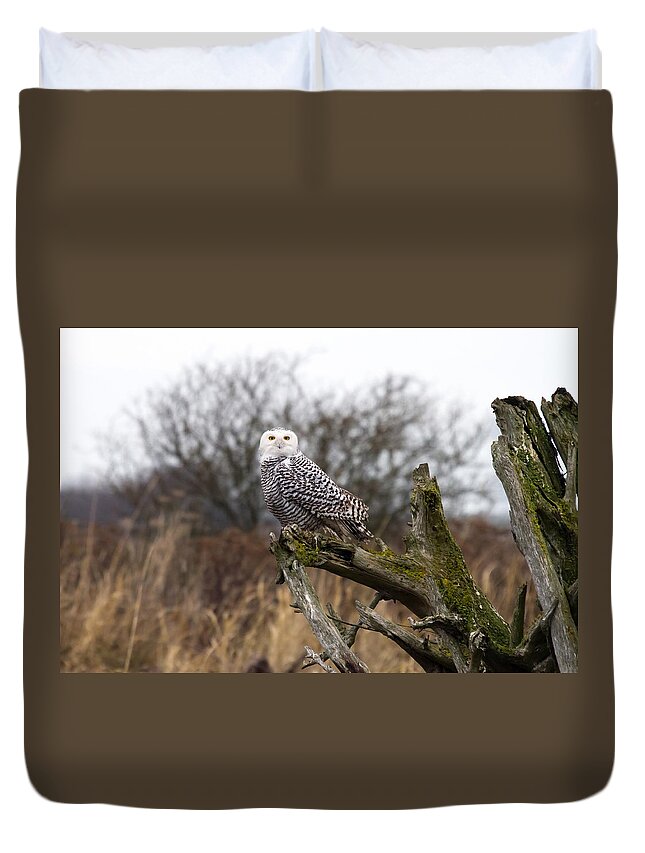 Snowy Owls Duvet Cover featuring the photograph Snowy Owl at Boundary bay by Pierre Leclerc Photography