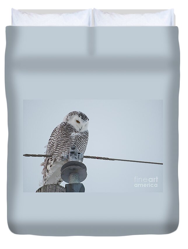 Owl Duvet Cover featuring the photograph Snowy Owl by Bianca Nadeau