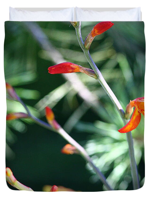 Botanical Duvet Cover featuring the photograph Soft Crocosma by Rich Collins