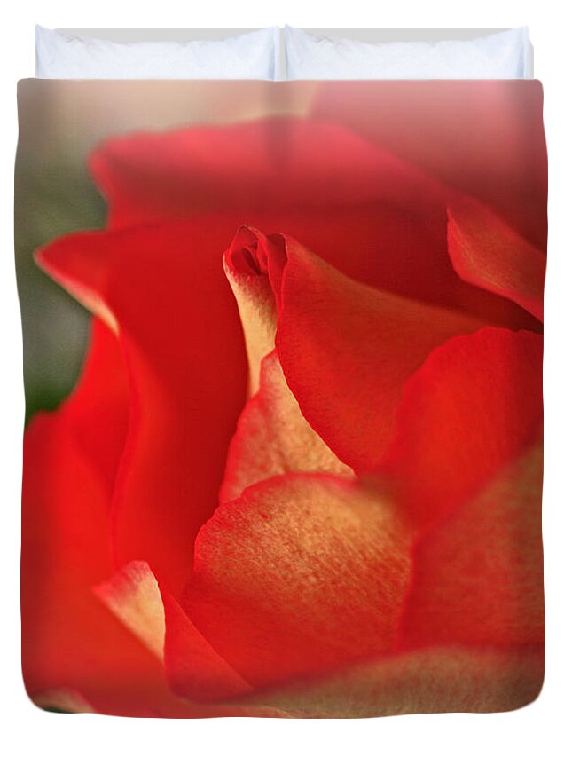 Birthday Duvet Cover featuring the photograph Soften Rose by Sandra Clark