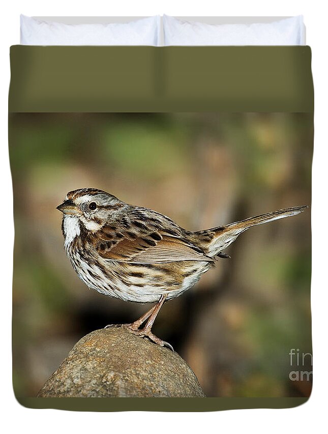 Song Sparrow Duvet Cover featuring the photograph Song Sparrow by Anthony Mercieca