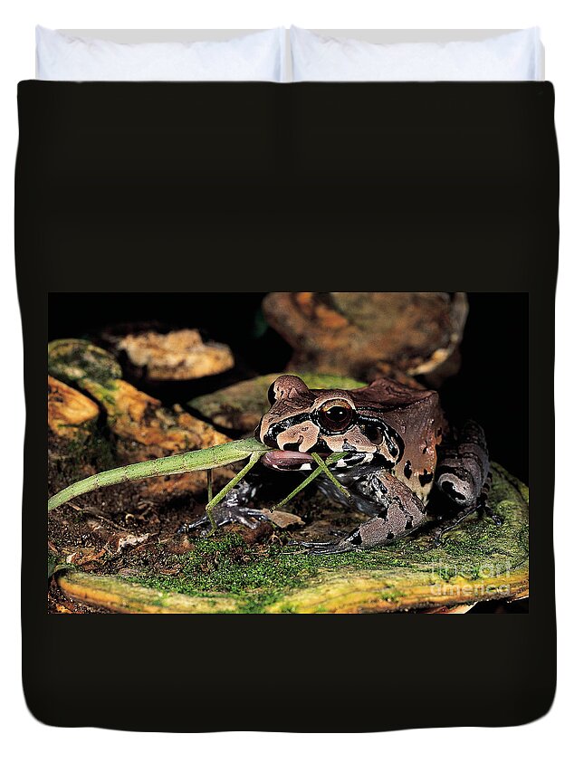 Amphibian Duvet Cover featuring the photograph South American Bullfrog by Art Wolfe