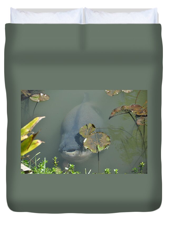 South American Pacu Duvet Cover featuring the photograph #South American Pacu by Cornelia DeDona