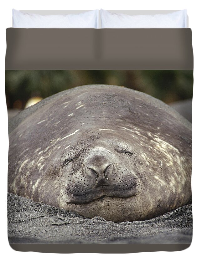 Feb0514 Duvet Cover featuring the photograph Southern Elephant Seal Bull Sleeping by Tui De Roy