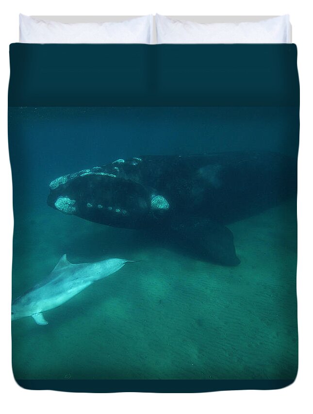 Feb0514 Duvet Cover featuring the photograph Southern Right Whale And Bottlenose by Hiroya Minakuchi