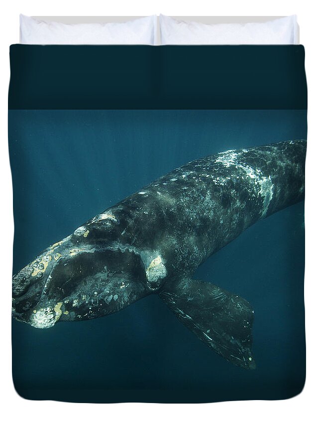 Feb0514 Duvet Cover featuring the photograph Southern Right Whale Calf Valdes by Hiroya Minakuchi