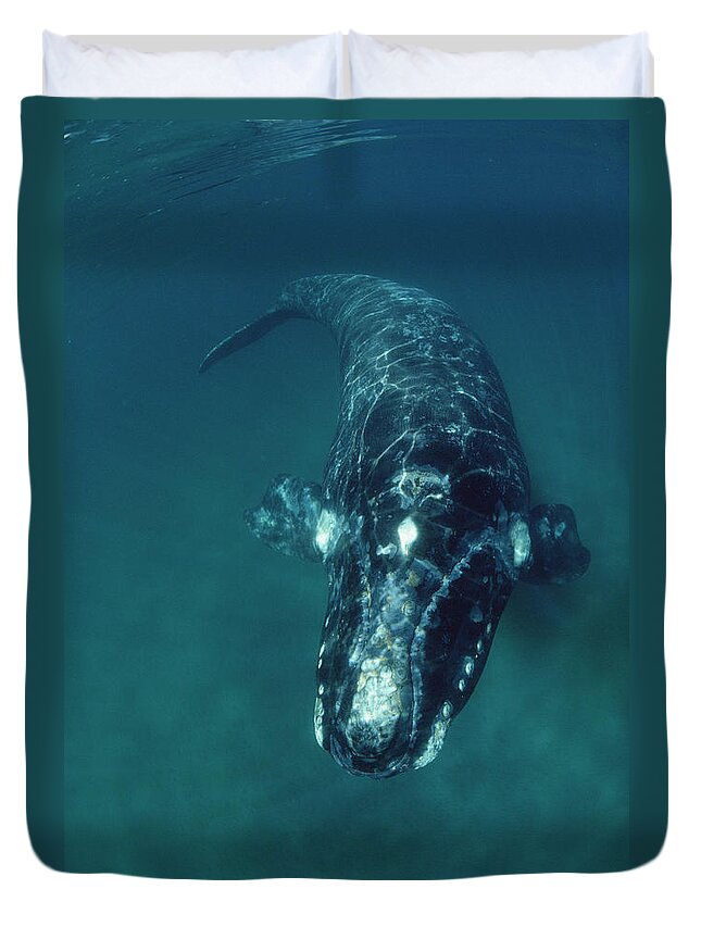 Feb0514 Duvet Cover featuring the photograph Southern Right Whale Peninsula Valdez by Flip Nicklin
