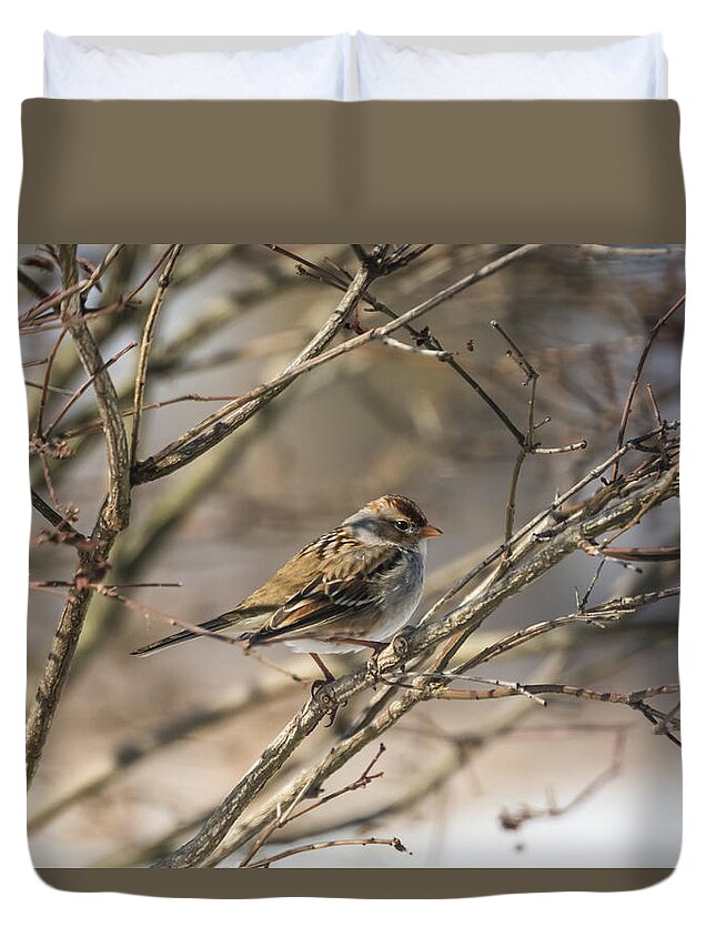 Sparrow Duvet Cover featuring the photograph Sparrow  by Holden The Moment