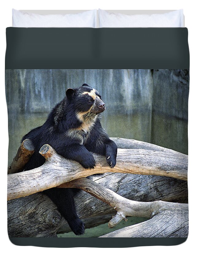  Spectacled Duvet Cover featuring the photograph Spectacled Bear by Timothy Hacker