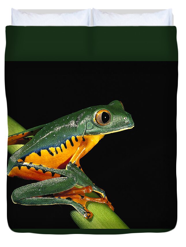 00217049 Duvet Cover featuring the photograph Splendid Leaf Frog Ecuador by Pete Oxford