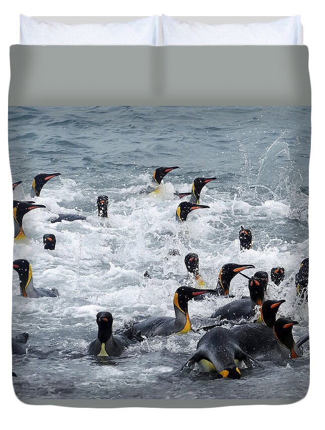 King Penguins Duvet Cover featuring the photograph Splish Splash by Ginny Barklow
