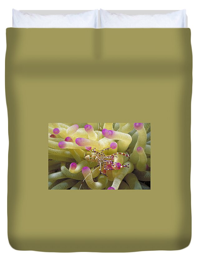 Anemone Duvet Cover featuring the photograph Spotted Cleaner Shrimp On Pink-tipped by Mary Beth Angelo