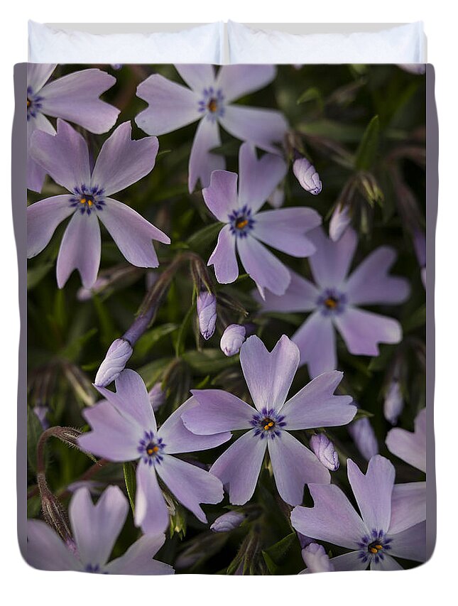 Andrew Pacheco Duvet Cover featuring the photograph Springtime Phlox by Andrew Pacheco