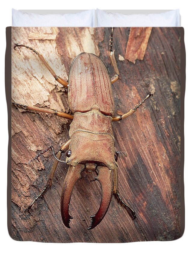 Feb0514 Duvet Cover featuring the photograph Stag Beetle Sarawak Borneo by Mark Moffett