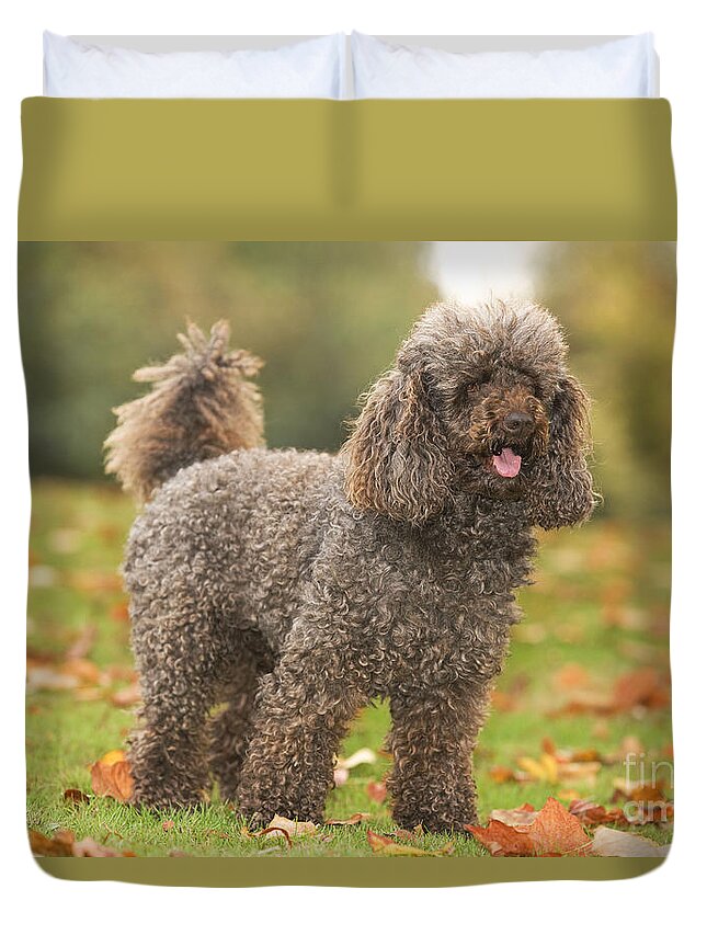 Dog Duvet Cover featuring the photograph Standard Poodle by Jean-Michel Labat