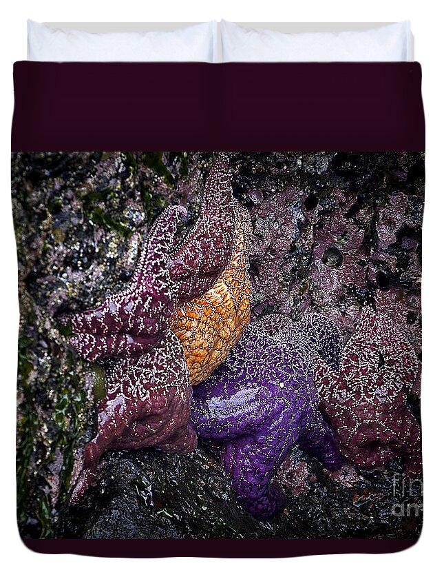 Starfish Duvet Cover featuring the photograph Starfish Tide Pool by Carrie Cranwill